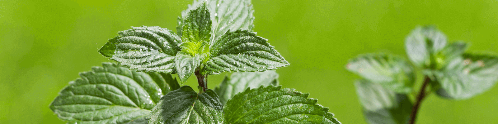 som gurman zdravie blog prirodne bio