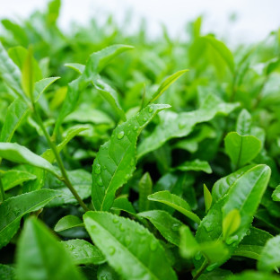 SVET ČAJU I. SVET ČAJU I.